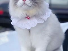 -喵zoo家庭繁育猫舍(尖东智能花园店)