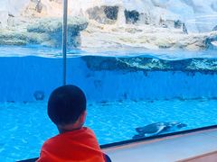 -帝企鹅自助餐厅•儿童岛•真企鹅(长隆企鹅酒店)