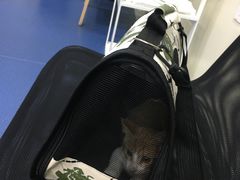 -佩兹宠物医院肿瘤专科·眼科·牙科(黄浦店)