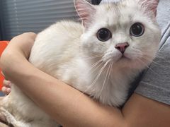 -伟伟宠物医院·CT影像中心·瑞派犬猫综合性门诊(汉口总院)