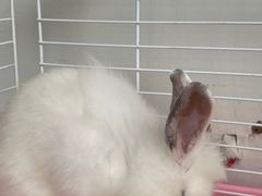 -逗柴咖啡屋·狗咖猫咖宠物桌游