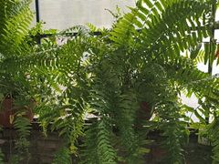 -野蔓果·山野菜(西湖景区·龙井茶田店)