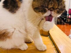 -猫小院猫主题咖啡厅(北锣店)