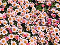 -名花谷生态庄园