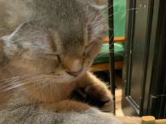-猫色咖啡·猫咖