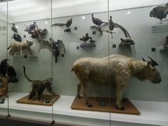 -国家自然博物馆