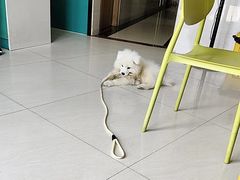 -乐琪宠物医院·犬猫专科·骨外科·急重症