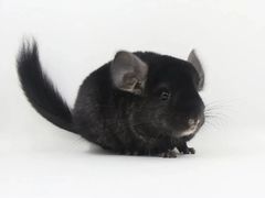 -龙猫仔乐园(惠福东路店)