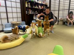 -逗柴咖啡屋·狗咖猫咖宠物桌游