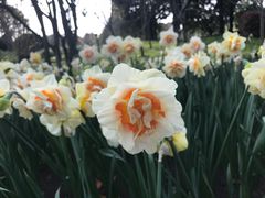-上海鲜花港
