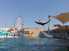 -秦皇岛乐岛海洋王国