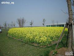 -上海都市菜园