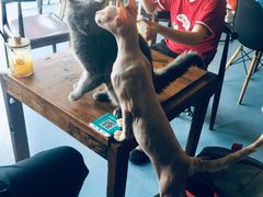-猫色咖啡·猫咖