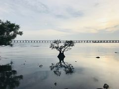 -宝安西湾红树林湿地公园