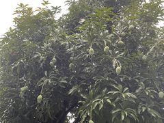 -白鹭洲公园
