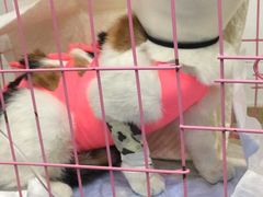 -伟伟宠物医院·CT影像中心·瑞派犬猫综合性门诊(汉口总院)