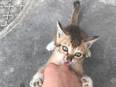 -猫咪博物馆(顶澳仔猫街店)