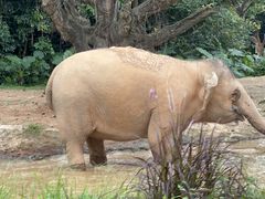 -广州长隆野生动物世界