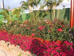 -亚龙湾国际玫瑰谷