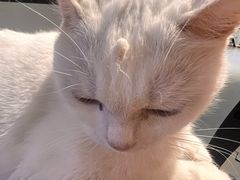 -琪喵猫屋·撸猫猫咖·猫舍