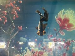 -北戴河圣蓝海洋公园