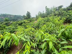 -桃源山庄·水蜜桃采摘·柴火鸡·烧烤团建(龙泉山店)