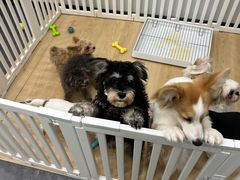 -有喵·猫咖·狗咖·30几只猫10只小狗(岗厦店)