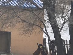 -新疆天山野生动物园