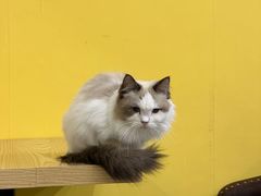 -猫咪咖啡店(新城大街店)