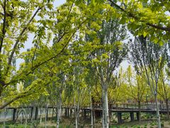 -东郊湿地公园