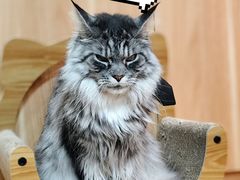 -MOCHA明星猫咖(田子坊店)