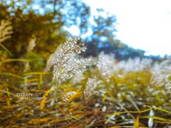 -招虎山国家森林公园-售票处