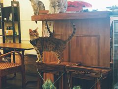 -猫色咖啡·猫咖