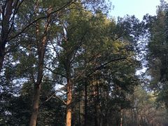 -铁山坪森林公园