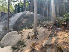 -大围山国家森林公园