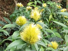 -深圳仙湖植物园