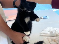 -瑞派福兴宠物医院犬猫全科·骨科·中西医结合(河东店)