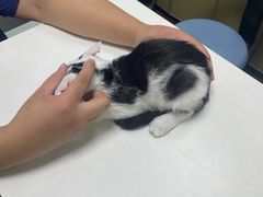 -宠物星动物医院·眼科·异宠·猫科(江南大道总院)