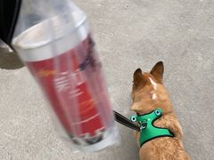 （大杯）桂花乌龙拿铁-茉沏(万科美好广场店)