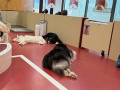 -和它·交个朋友·狗咖猫咖(爱琴海店)