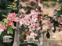 -海棠花溪(元大都城垣遗址公园)