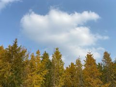 -桤木河湿地公园