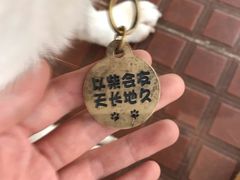 -柴犬高等学院·狗咖·柴犬售卖·宠物训练
