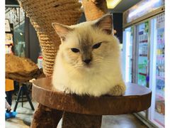 -more than meow吴止猫主题餐厅(承德 中船汇店)