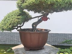 -水绘园