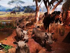 -陕西自然博物馆