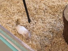 -怪兽屋·羊驼·猫咖·狗咖(俊华广场店)