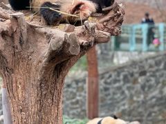 -都江堰中华大熊猫苑