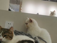 -怪兽屋·羊驼·猫咖·狗咖(俊华广场店)