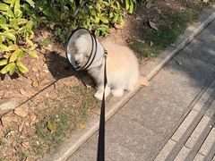 -乐琪宠物医院·犬猫专科·骨外科·急重症
